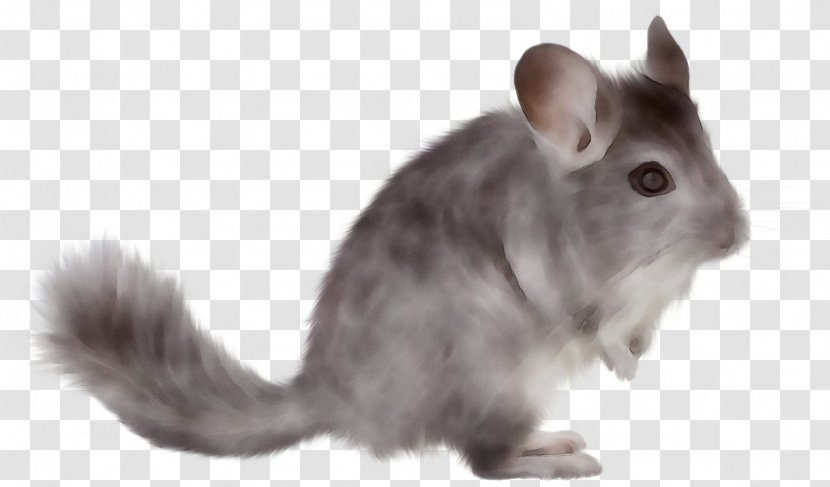 Chinchilla Pest Rat Insecticide Hamster - Snout - Suzhou Transparent PNG
