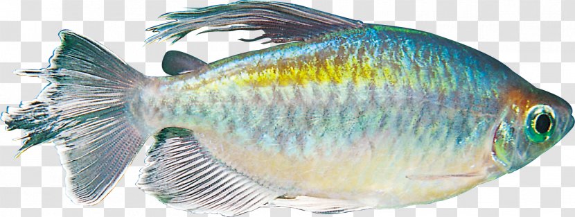 Fish Scale Aquarium Clip Art - Decor Transparent PNG