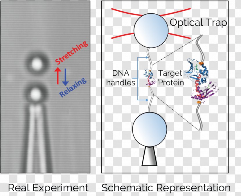 Optical Tweezers Single-molecule Experiment Magnetic Optics - Biophysics - Light Transparent PNG