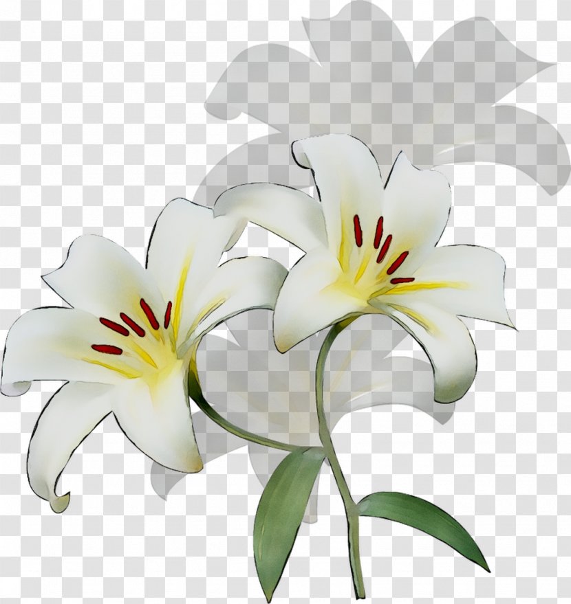 Cut Flowers Daylily Lily M - Amaryllis Belladonna - Tiger Transparent PNG
