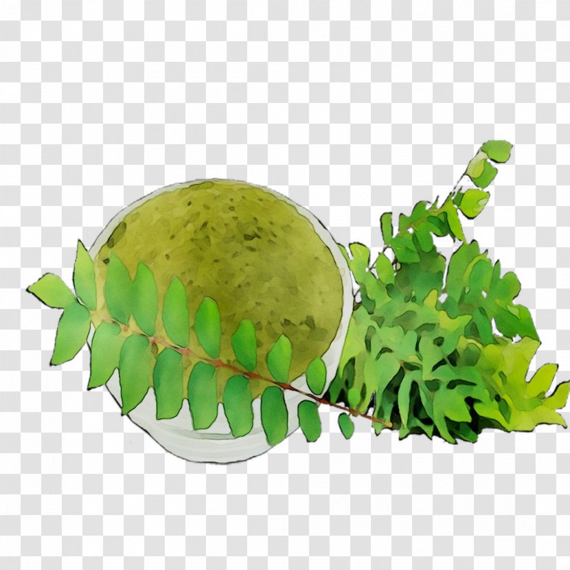 Greens Fruit - Leaf Transparent PNG