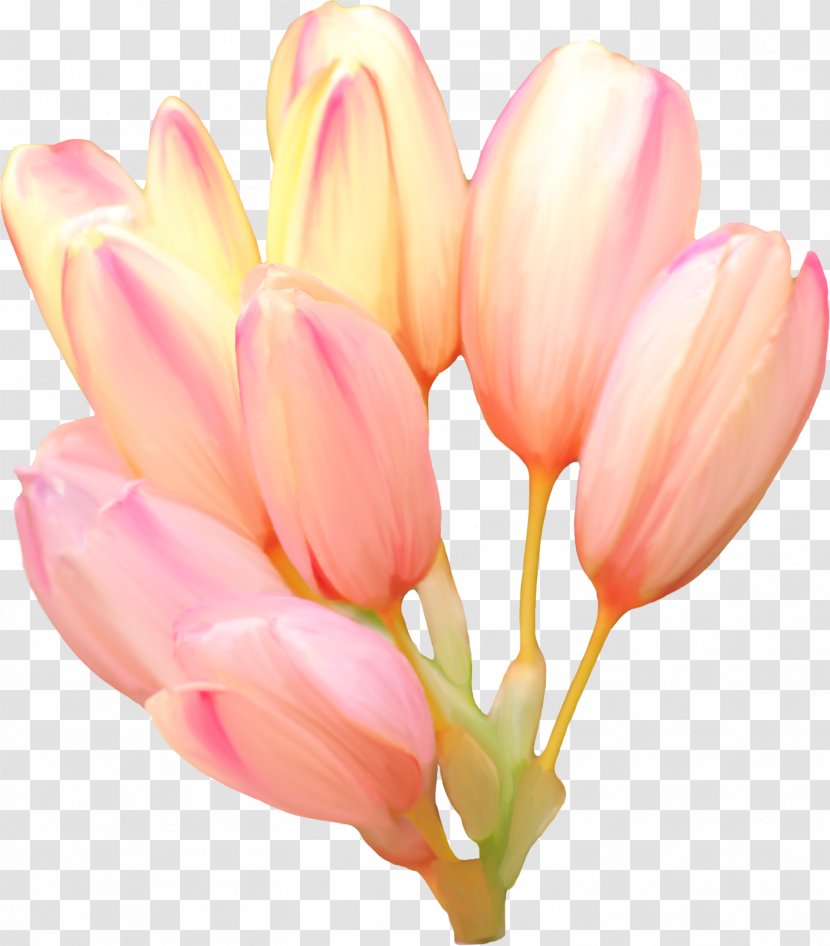 Tulip Flower Blume Clip Art Transparent PNG
