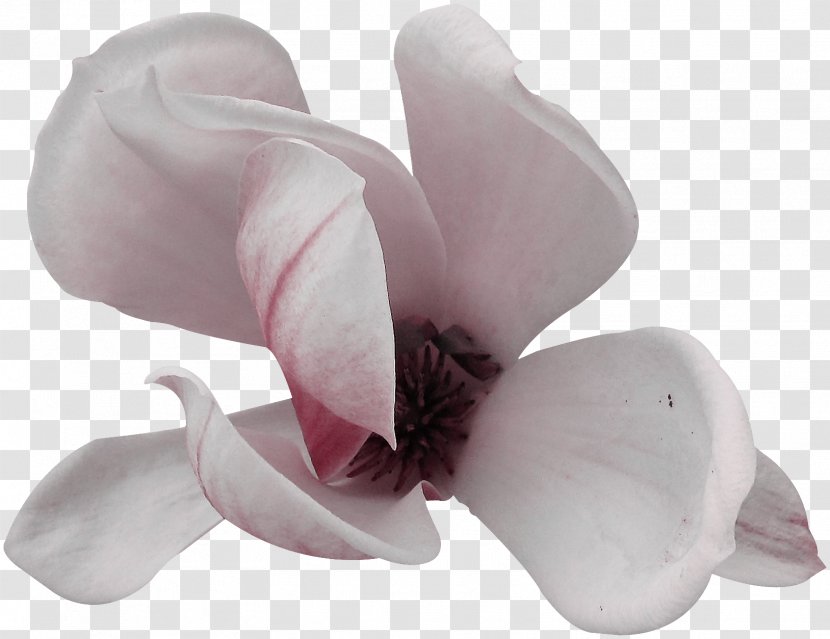 Flowering Plant Magnoliaceae Cut Flowers - Lilac - Flower Transparent PNG