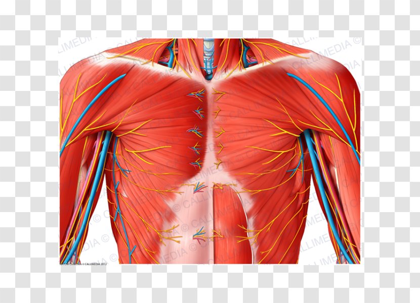 Shoulder Nerve Muscle Anatomy Blood Vessel - Frame - Superficial Temporal Transparent PNG