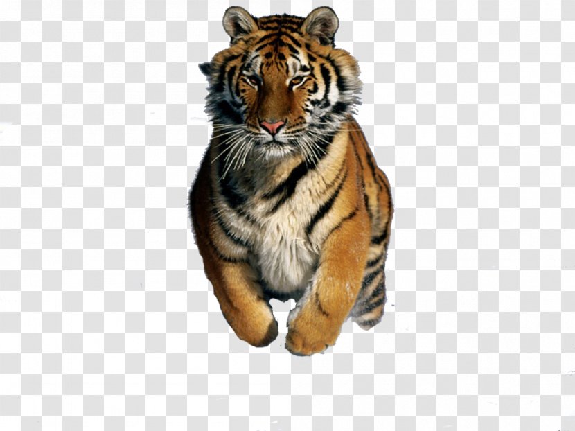 Felidae Bengal Cat Tiger Siberian Desktop Wallpaper - Fur - Yuriko Transparent PNG