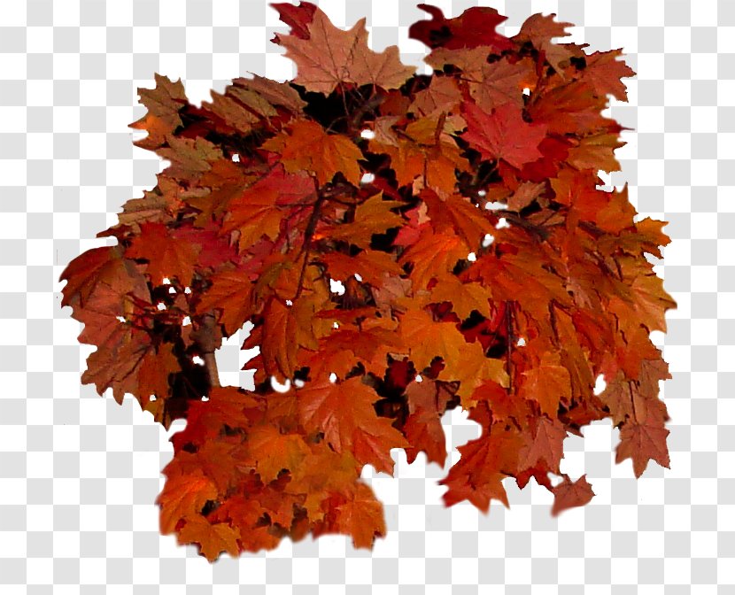 Autumn Leaf Color Tree Clip Art - Leaves Transparent PNG