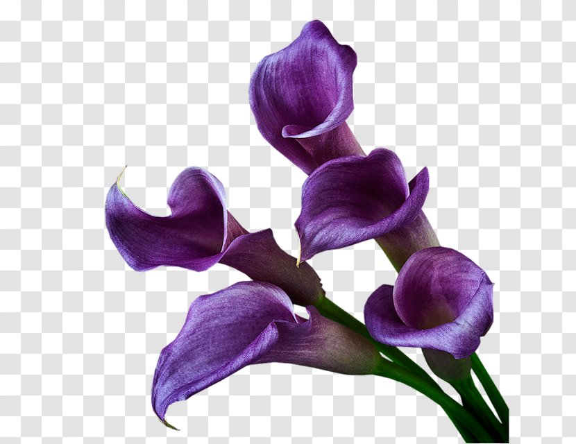 Arum-lily Purple Violet Cut Flowers - Yellow Transparent PNG