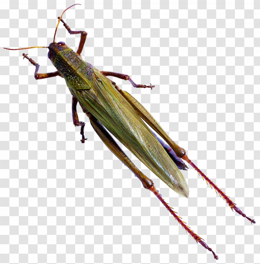 Insect Caelifera Butterfly Locust Reptile - Mantis Bug Transparent PNG