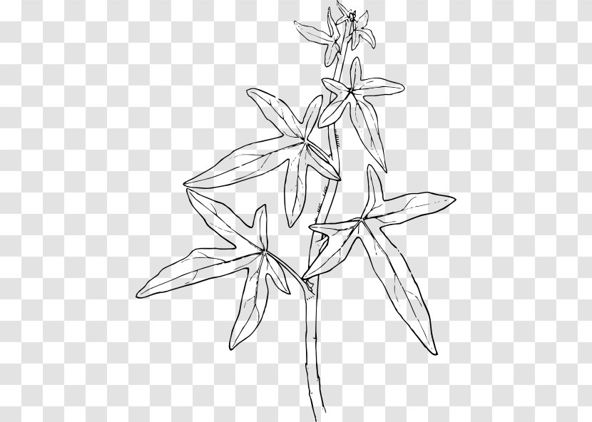Clip Art Plants Ivy Vector Graphics Drawing - Plant Stem - Flower Transparent PNG