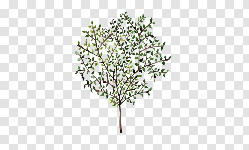 Olive Branch Tree Mediterranean Cuisine Painting Transparent PNG