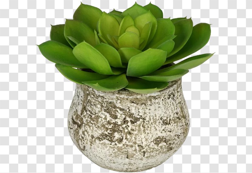 Flowerpot Succulent Plant Echeveria - Cactaceae - Flower Transparent PNG