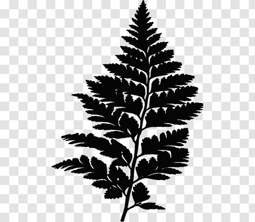 Fern Fir Leaf Vascular Plant Plants - Botany - Herbaceous Transparent PNG