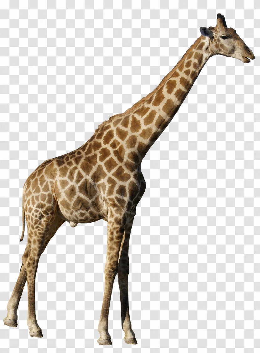 Northern Giraffe Clip Art Transparent PNG