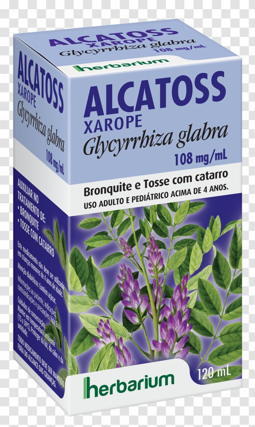 Herbalism Liquorice Pharmaceutical Drug Herbal Medicine - Flower - Glycyrrhiza Transparent PNG