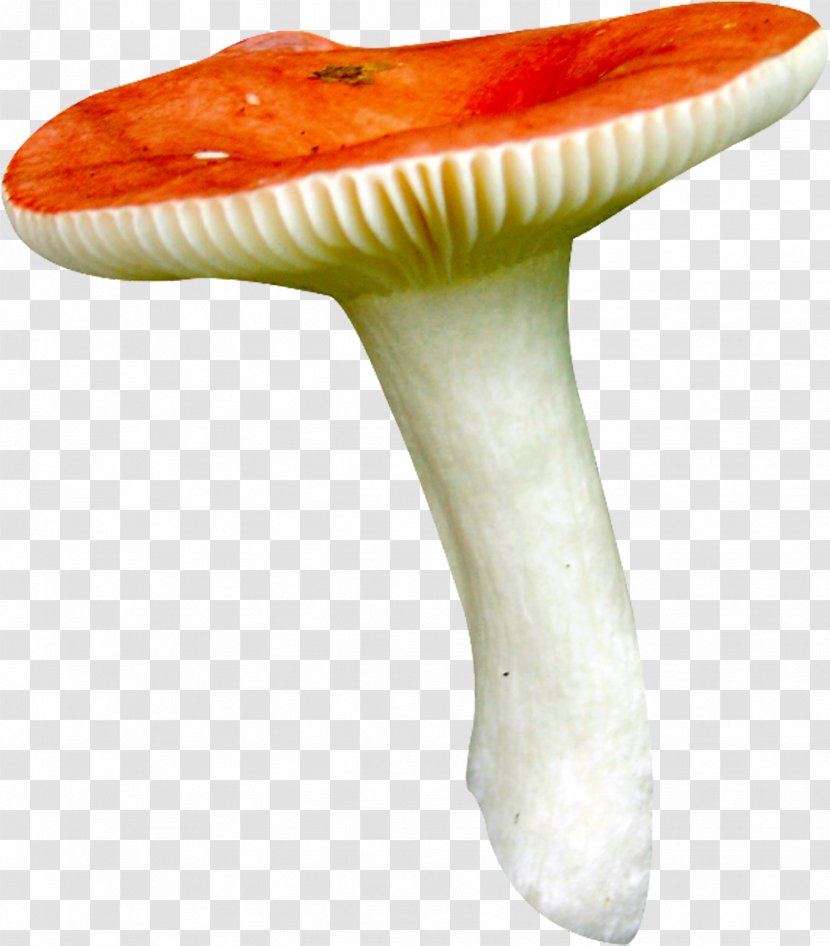 Mushroom Fungus Clip Art - Header Transparent PNG