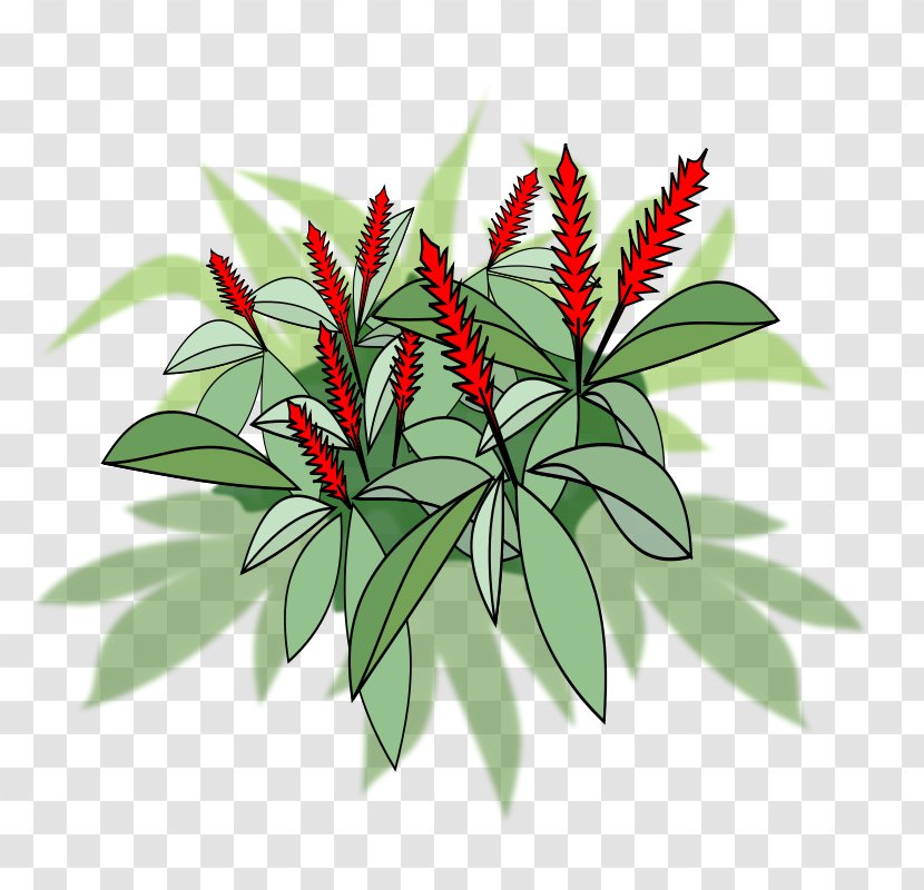 Red Ginger Leaf Plant Transparent PNG