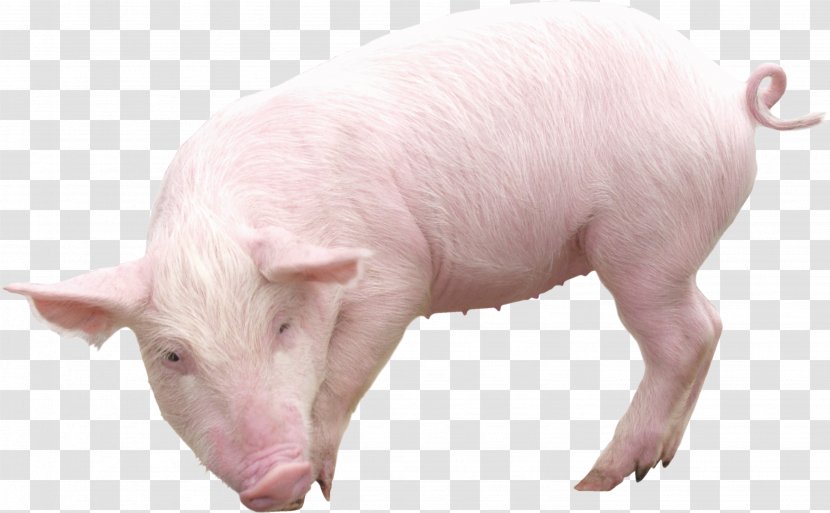 Domestic Pig Clip Art - Image Transparent PNG