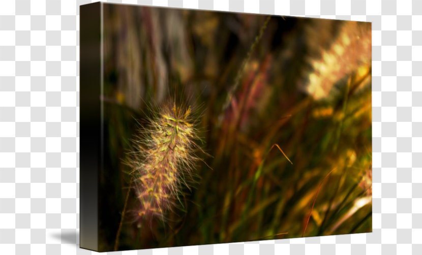 Grasses Close-up Family - Plant - Stock Photography Transparent PNG