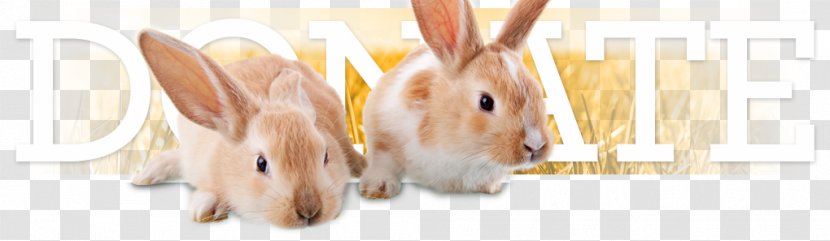 Finger - Rabits And Hares - Pet Adoption Transparent PNG