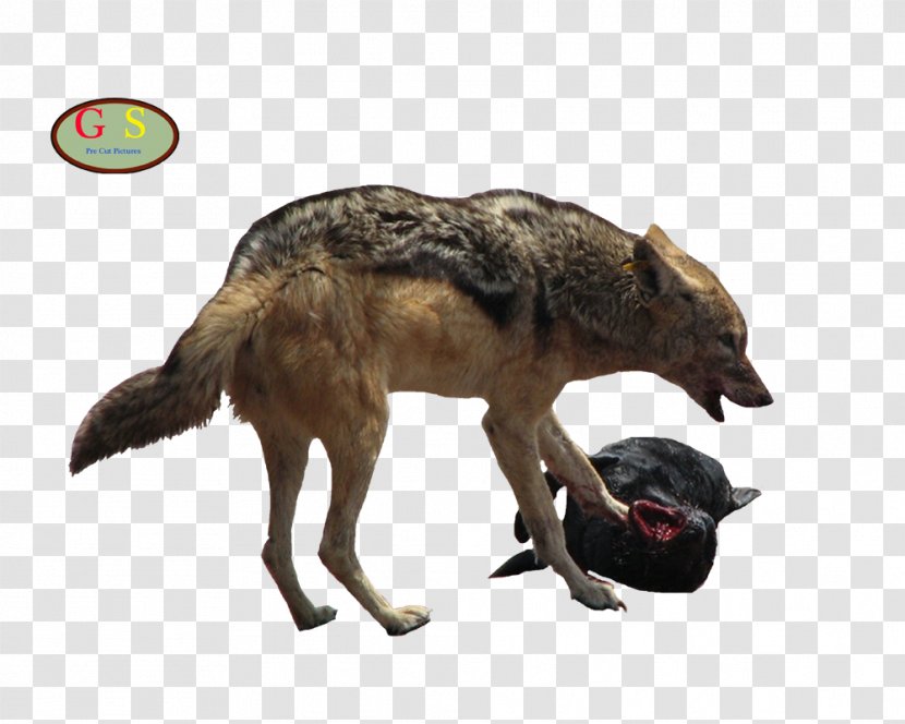 Jackal Gray Wolf Coyote Jack Russell Terrier - Russel Transparent PNG