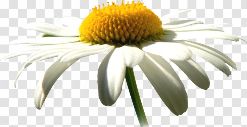 Oxeye Daisy German Chamomile Common - Petal Transparent PNG