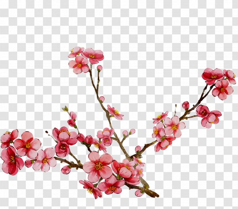 Cherry Blossom ST.AU.150 MIN.V.UNC.NR AD Pink M Cherries - Spring - Flowering Plant Transparent PNG