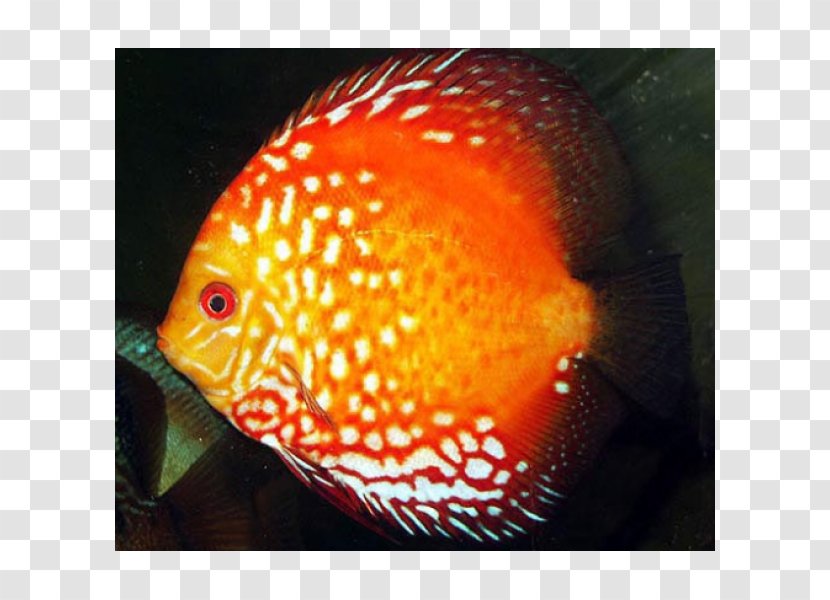 Discus Aquarium Ornamental Fish Blood-red Parrot Cichlid - Organism Transparent PNG