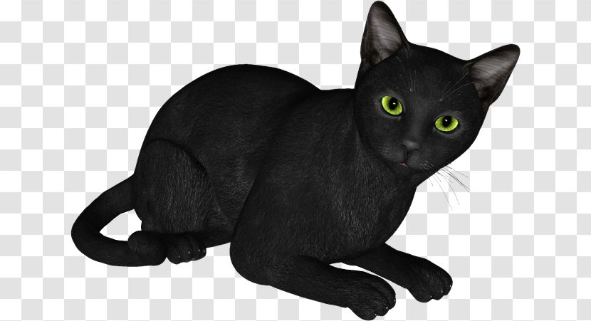 Black Cat Bombay Russian Blue Korat Domestic Short-haired - Burmese - Chat Noir Transparent PNG