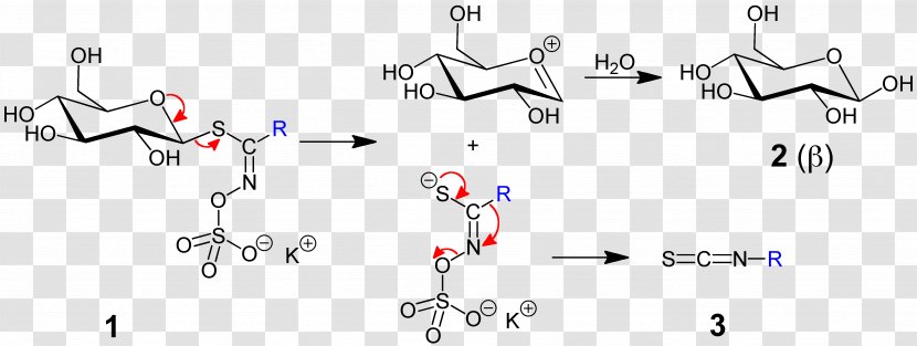 Glucosinolate Bitterness Sinigrin Isothiocyanate Taste - Flower - Vegetable Transparent PNG