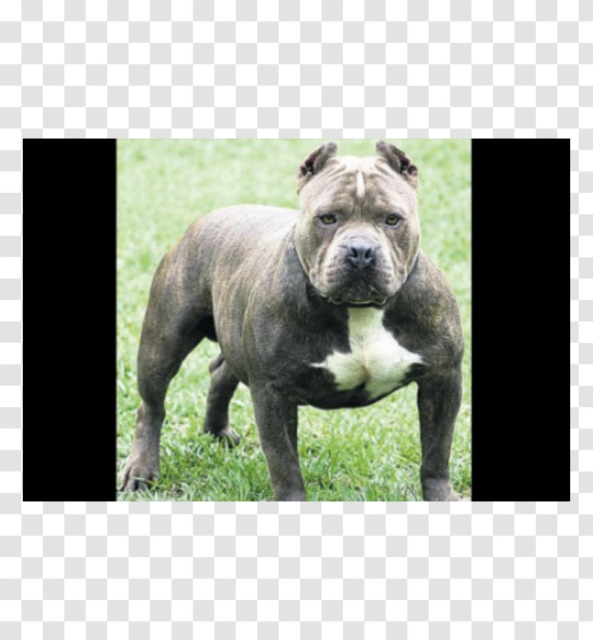 American Pit Bull Terrier Bulldog Bully Boxer - Dog Breed - Puppy Transparent PNG