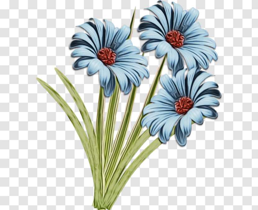 Transvaal Daisy Cut Flowers Flower Petal Plant Transparent PNG