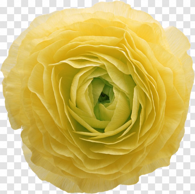 Flower Color Yellow Garden Roses Clip Art - Petal Transparent PNG