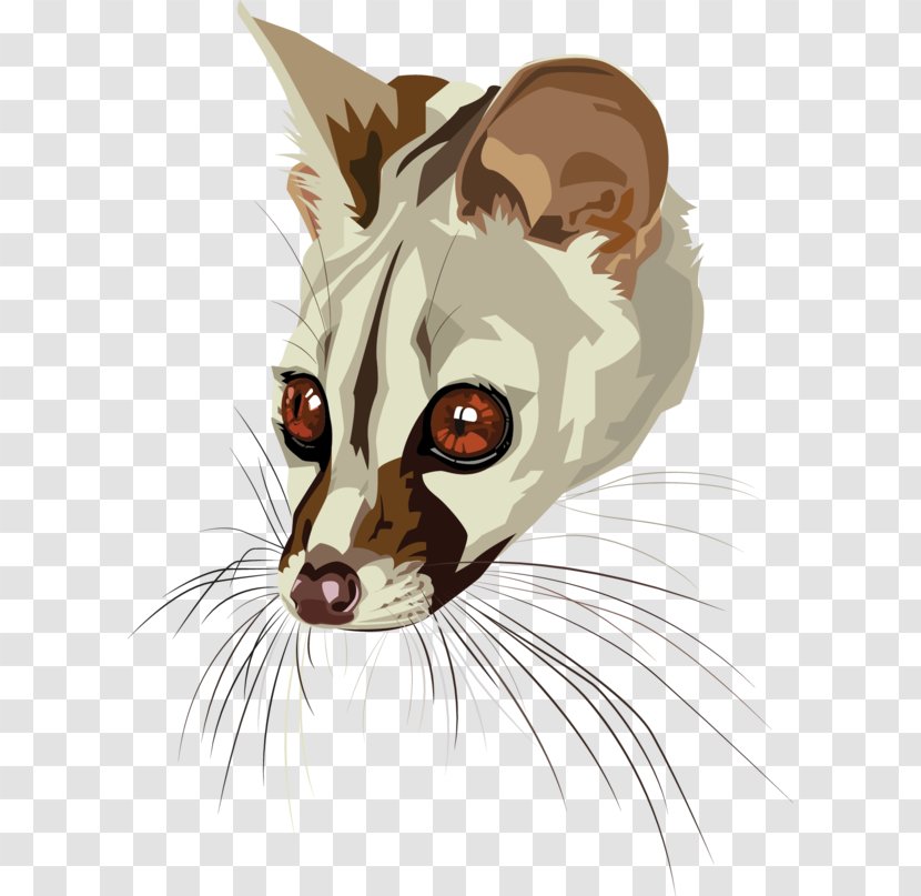 Whiskers Kitten Tabby Cat - Face Transparent PNG