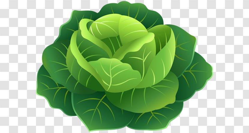 Clip Art Image Cabbage Vegetable - Plant Transparent PNG