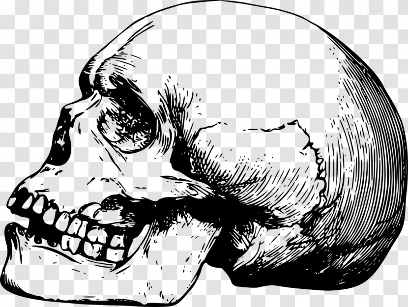 Skull Drawing Bone - Monochrome - Dead Transparent PNG