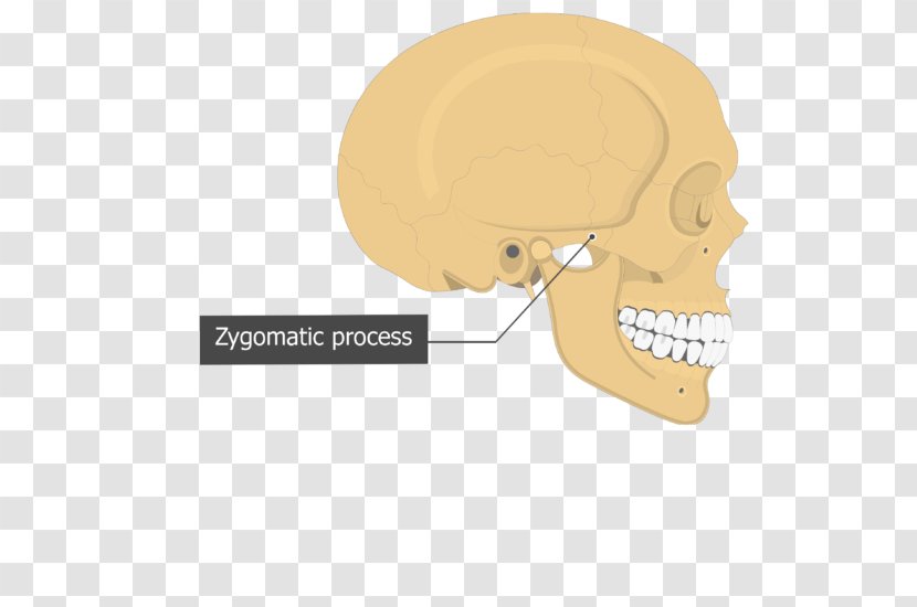 Temporal Bone Skull Sphenoid Styloid Process - Ethmoid Transparent PNG