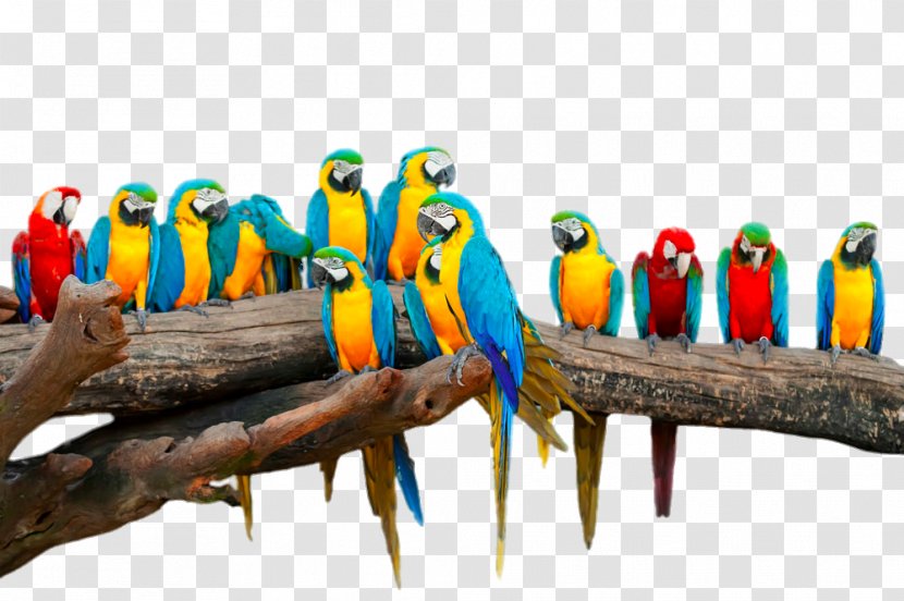 Parrot Lovebird Budgerigar Macaw - Blueandyellow - Yellow And Red Transparent PNG
