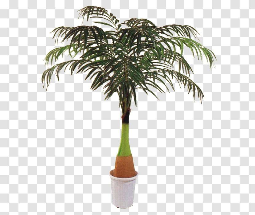 Palm Trees Plants Houseplant Trunk Sago - Hyophorbe Lagenicaulis Transparent PNG