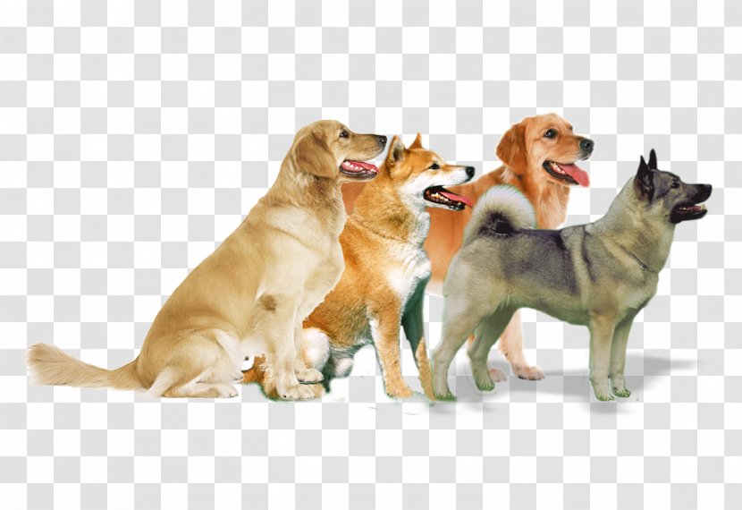 Puppy Dog Breed Cat - Pattern Transparent PNG