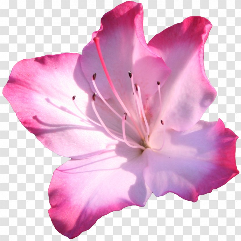 Azalea Pink Flowers Clip Art - Petal - Flower Transparent PNG