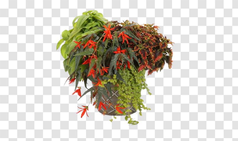 Begonia Boliviensis Flowerpot Tuberous Begonias Parran's Greenhouse Plants - Vegetarian Food Transparent PNG