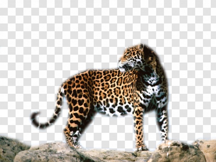 Leopard Jaguar Cheetah Tiger Ocelot - Cat Transparent PNG