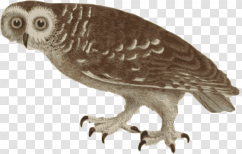 Owl Bird Clip Art - Fauna Transparent PNG