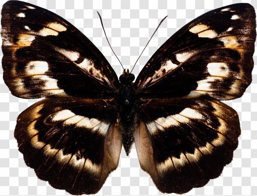 Butterfly Insect Photography - Moths And Butterflies Transparent PNG