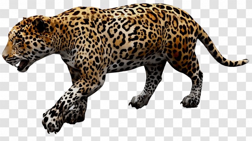 Jaguar Cars Leopard D-Type - Vertebrate - Cheetah Transparent PNG