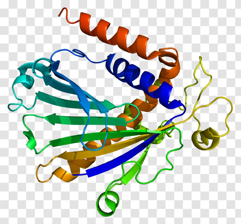 Phosphatidylinositol Transfer Protein, Alpha Phosphatidylcholine Protein Gene - Cartoon - Silhouette Transparent PNG