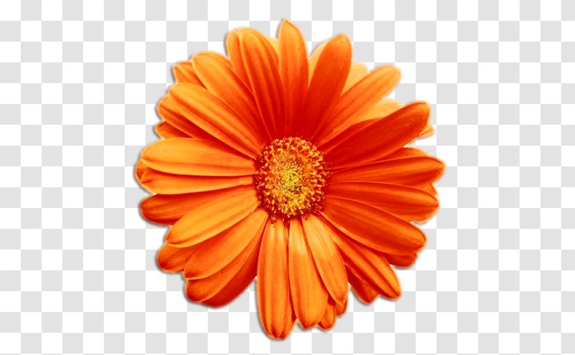 Cut Flowers Transvaal Daisy Clip Art - Orange - Flower Transparent PNG