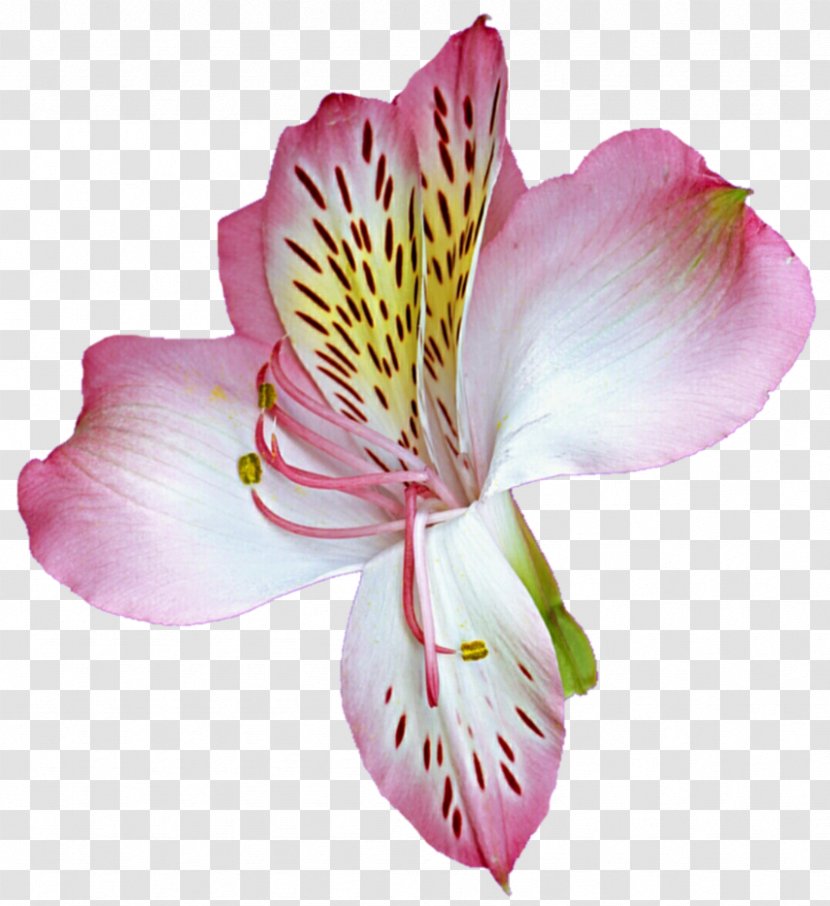 Cut Flowers Lilium Lily Of The Incas - Flower Transparent PNG