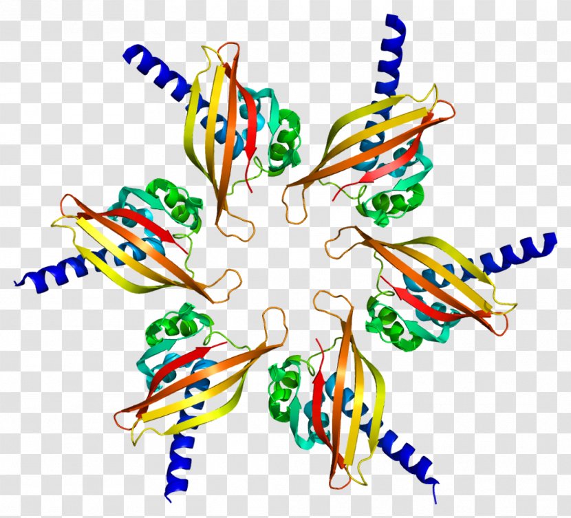 Ca2+/calmodulin-dependent Protein Kinase CAMK2B CAMK2G - Frame - Cartoon Transparent PNG