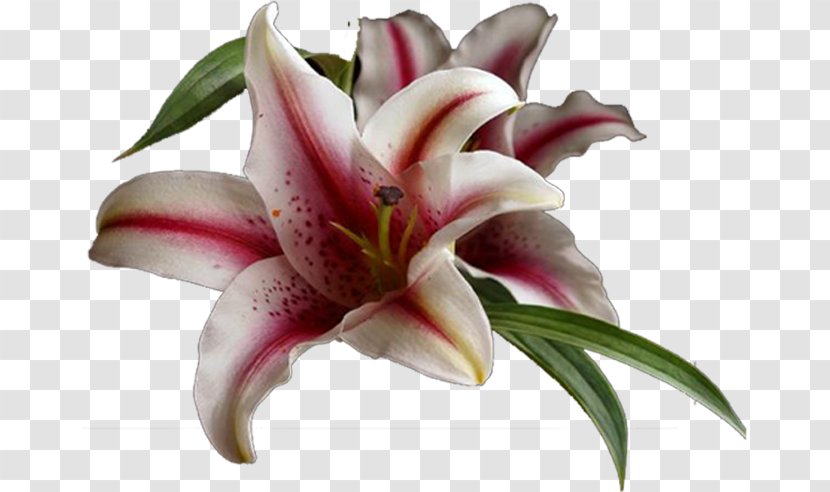Lilium Cut Flowers Petal - Lily - Flower Transparent PNG
